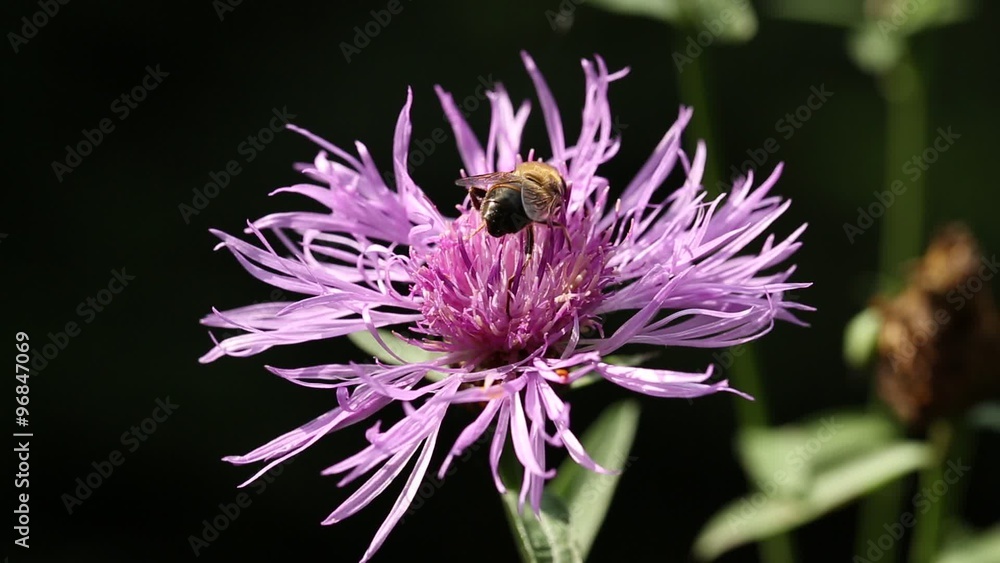 Flying insect sit on a purple flower
Flying insect sit on a purple flower