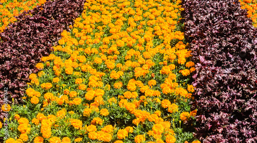 Flower and vegetable background photo