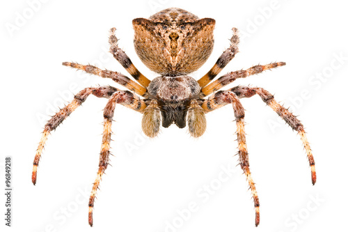 Orb-weaving spider Araneus angulatus isolated on white background, head-on view, male.