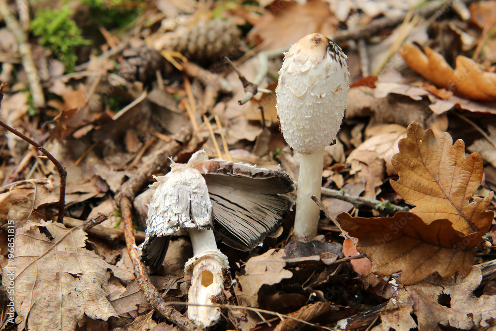 Schopftintling Stock-Foto | Adobe Stock