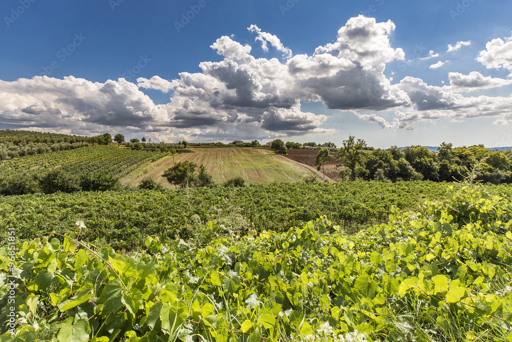 colline toscane colline toscane