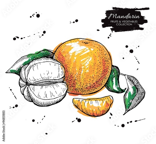 Vector hand drawn mandarin illustration. Artistic collection