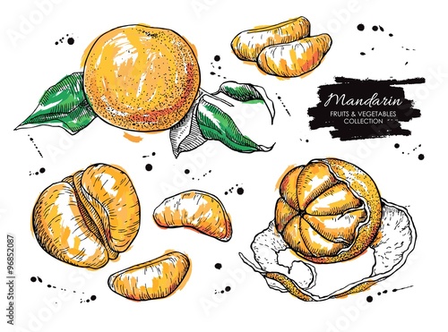 Vector hand drawn mandarin set. Artistic collection