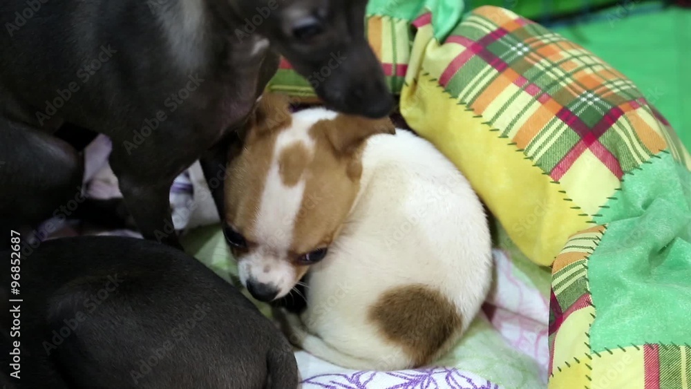 Little dogs on the sofa. Toy terrier
Little dogs on the sofa. Toy terrier