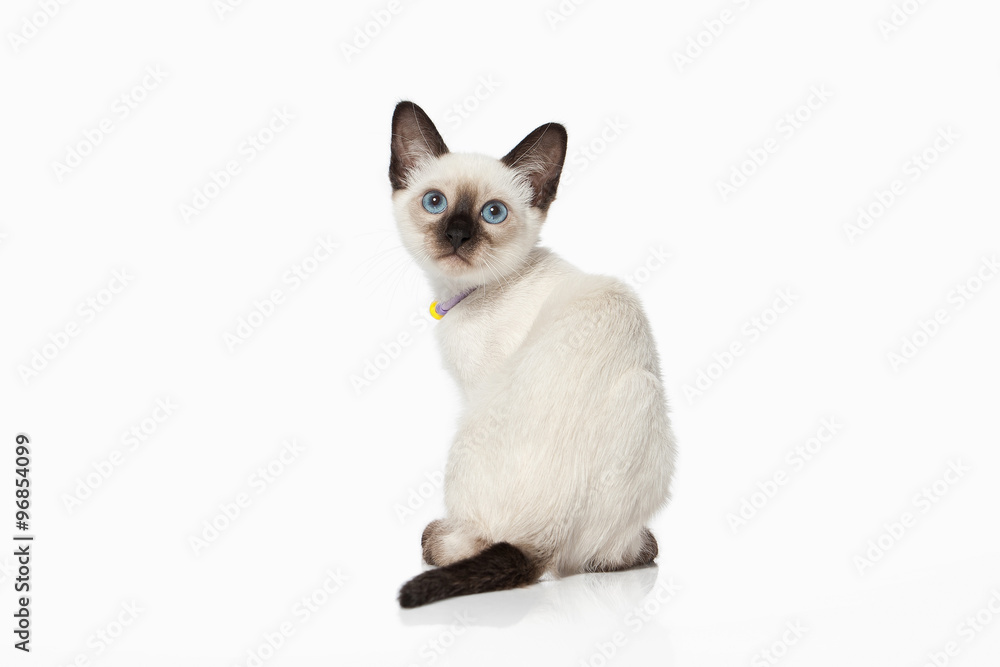 Kitten. Thai cat on white background Kitten. Thai cat on white background
