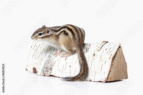 Wild life. Chipmunk isolated on white background photo