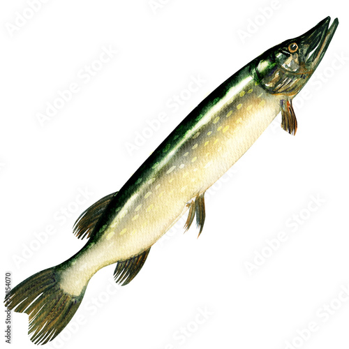 Fototapeta Naklejka Na Ścianę i Meble -  Pike fish isolated on a white background