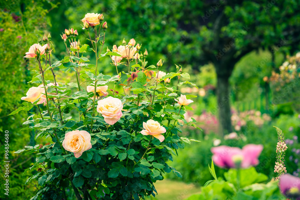 Obraz premium Bush of beautiful roses in a garden