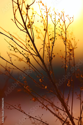 silhouette of dried  plant on a background sunset