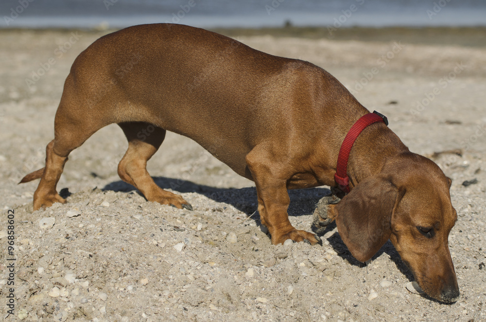 Dachshund dog on the seashore