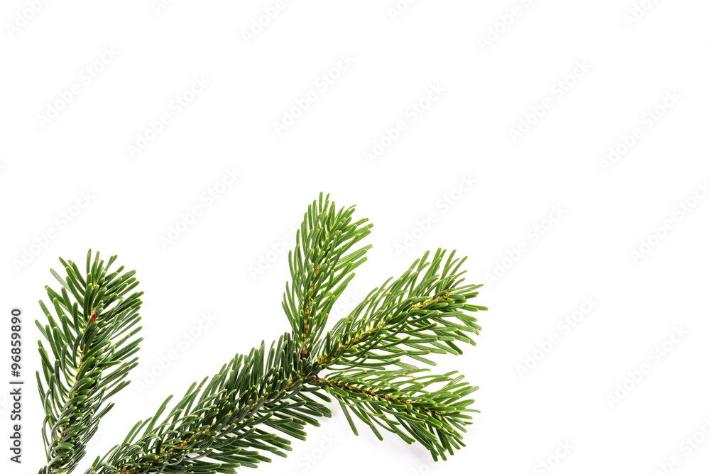 green branches on white background