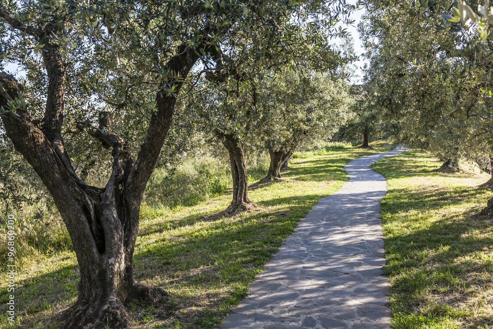 Anchiano, district of Vinci, landscape with olive trees, Tuscany, Italy, Europe