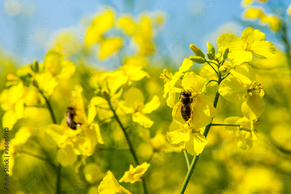 Fototapeta premium Honey Bees on rape flowers in rape field