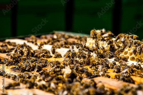 bees on honeycells