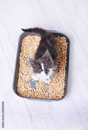 Fototapeta Naklejka Na Ścianę i Meble -  Small gray kitten in plastic litter cat on floor