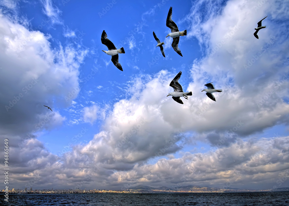 Fototapeta premium Seagulls Flying In The Air Towards Istanbul