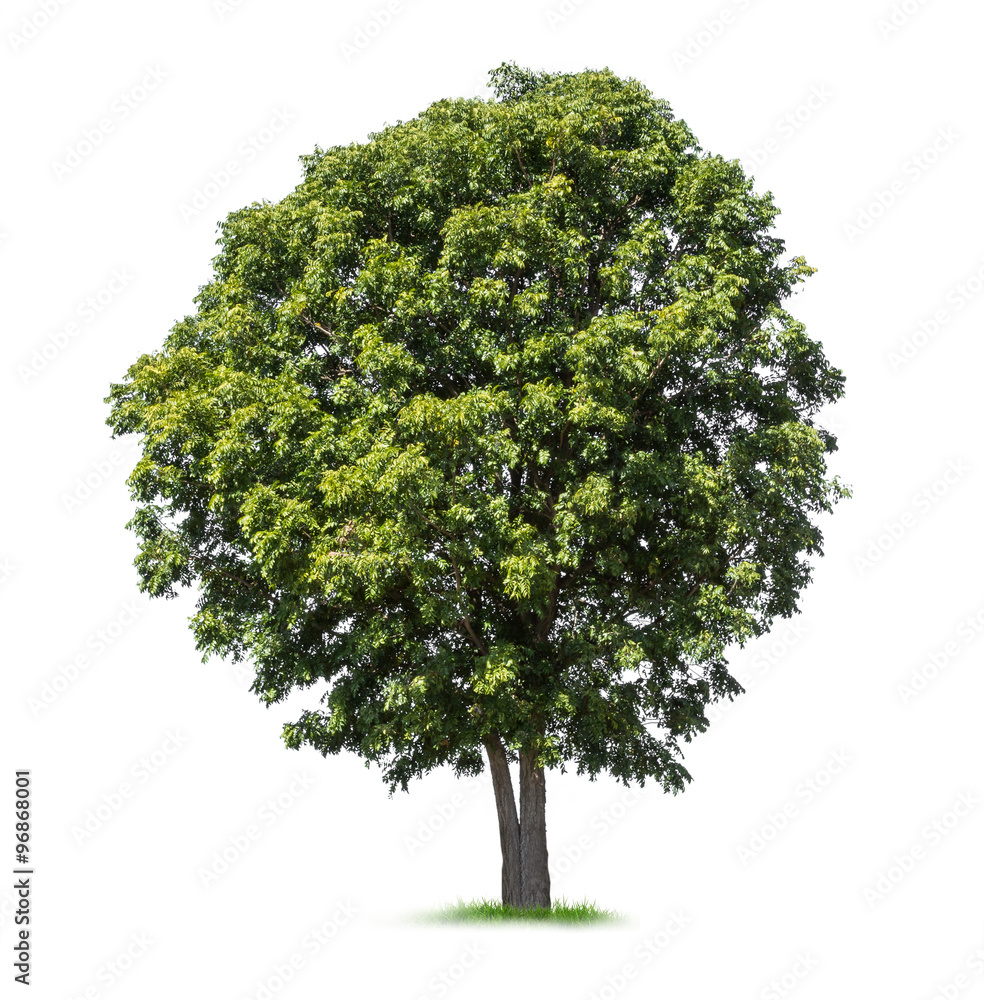 Fototapeta premium Isolated tree on white background