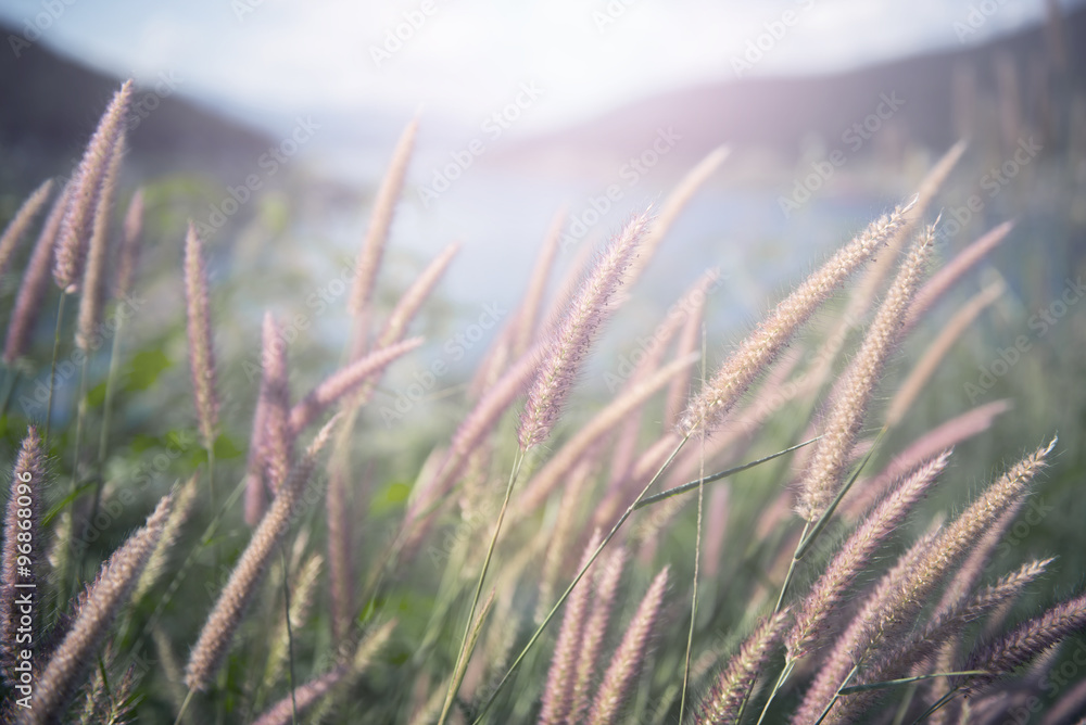 Beautiful grass flower with lake background. Filter : Pastel effected.