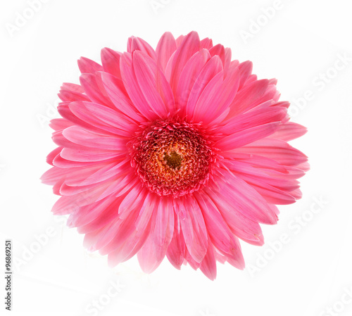 Fototapeta Naklejka Na Ścianę i Meble -  Gerbera pink flower on white background