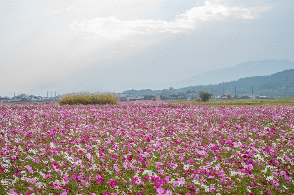 cosmos flower cosmos flower