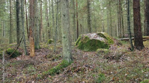 Dolly shot of a moss-covered rock formation in a forest photo