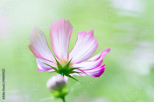 cosmos flower