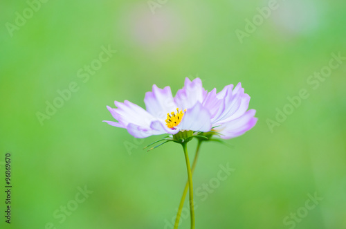 cosmos flower