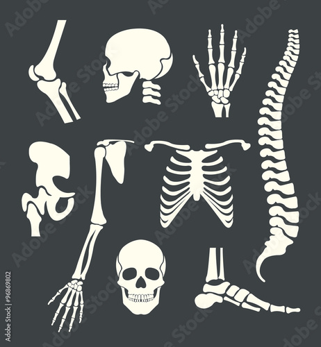 Human skeleton. Vector white illustration set