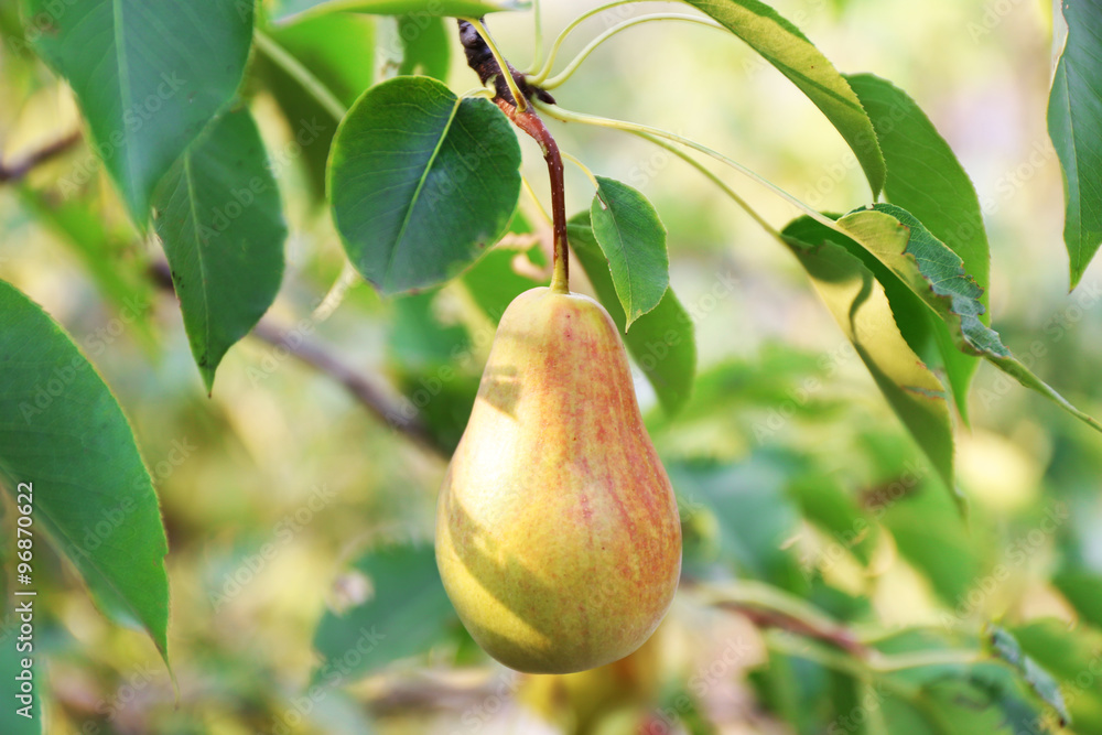 Fresh ripe pear in the garden tree Fresh ripe pear in the garden tree