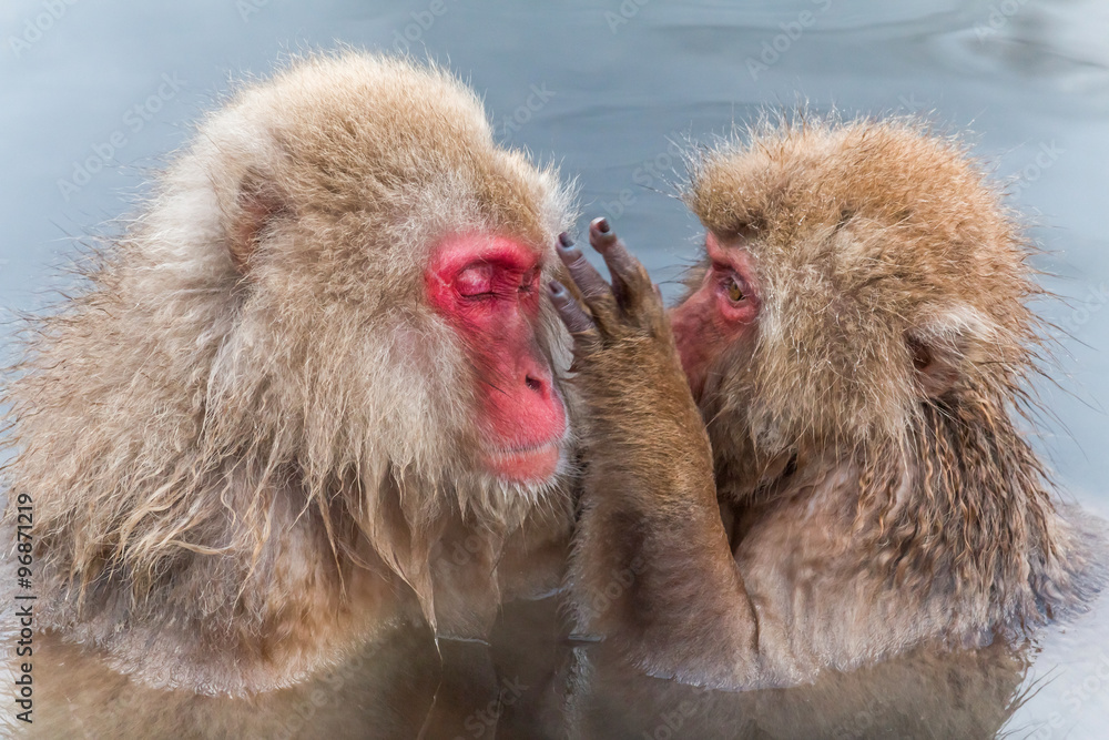 温泉のお猿さん Monkey of the couple of the mixed bathing 温泉のお猿さん Monkey of the couple of the mixed bathing