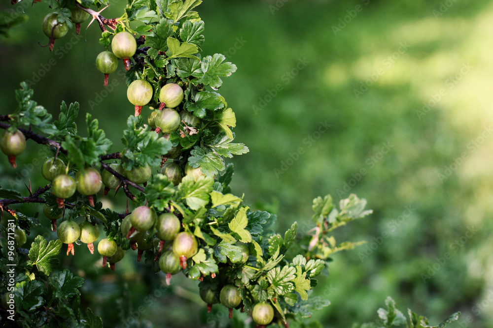 grows ripe gooseberries on a branch.