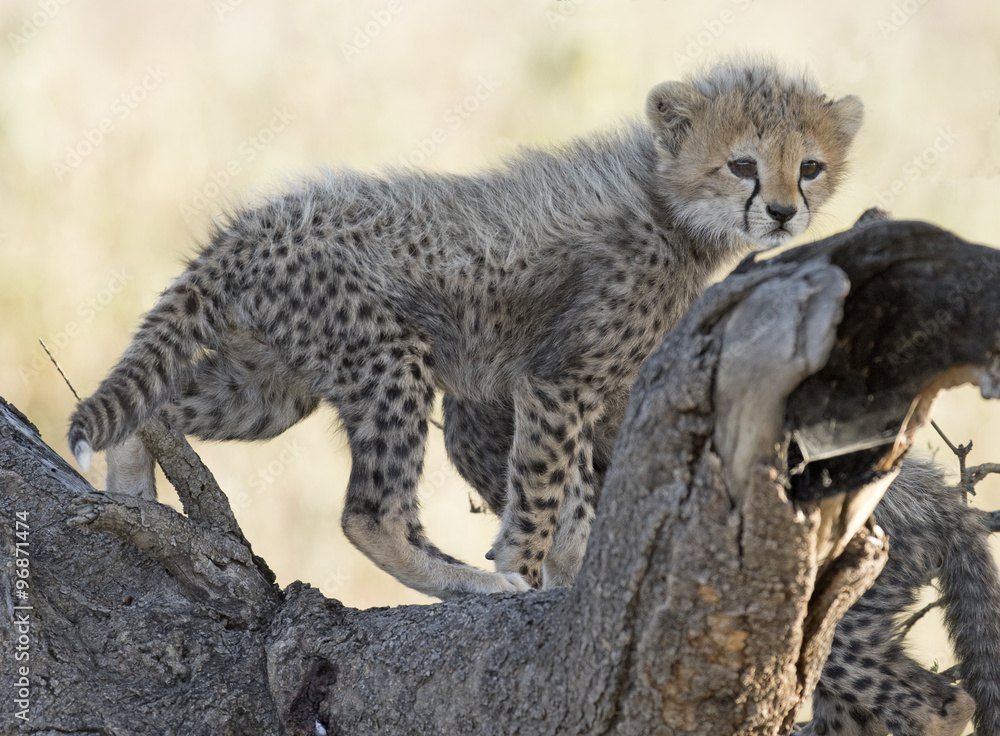 Obraz premium Africa, Tanzania Serengeti National Park, cheetah cub.