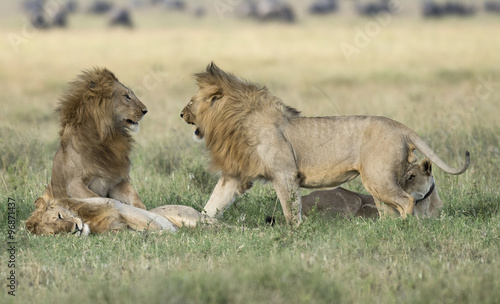 Africa, Tanzania Serengeti National Park, lions.