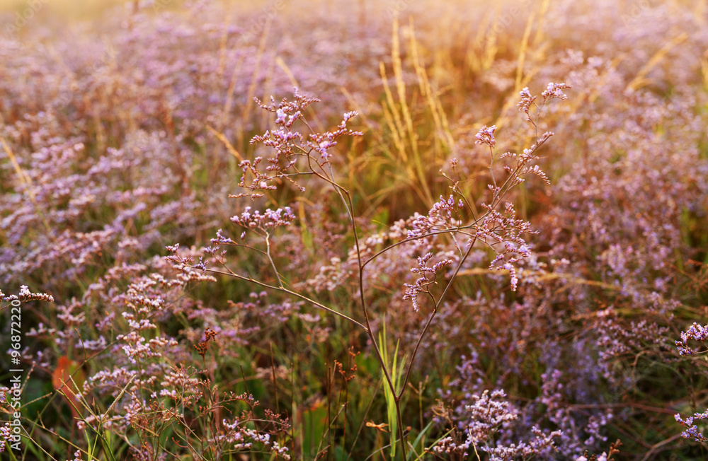 Scenery of wild purple flowers in the field Scenery of wild purple flowers in the field