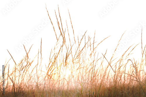 Field grass on white sky blurred background