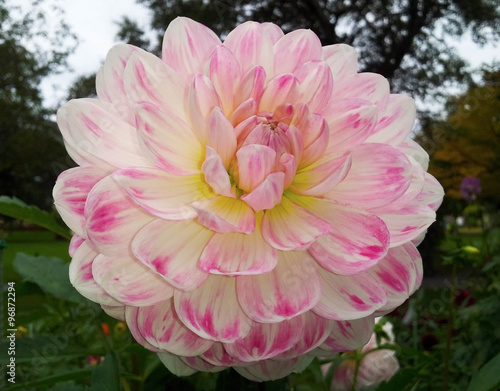 white and pink flower in th...