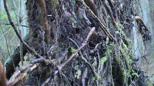 Dolly shot of exposed tree roots after a wind-throw photo