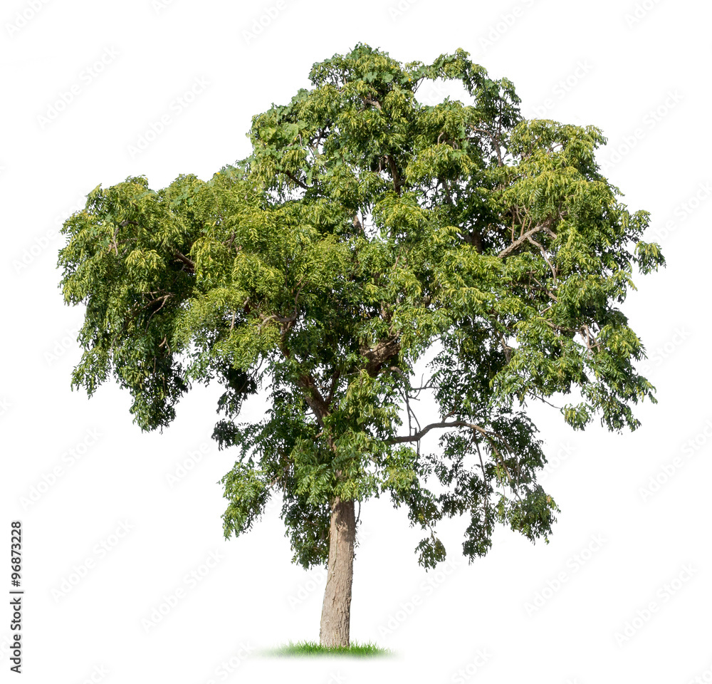 Fototapeta premium Isolated tree on white background
