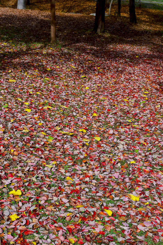 Obraz premium 一面の赤い落ち葉