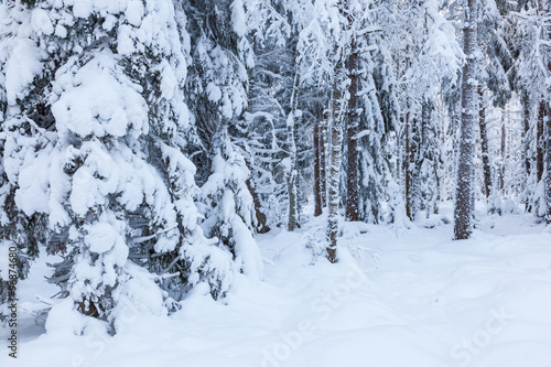 Snow on the coniferous forest in the landscape © Lars Johansson