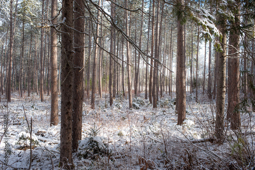 A view into and through a stand of tall pines. Research forestry in early winter.
