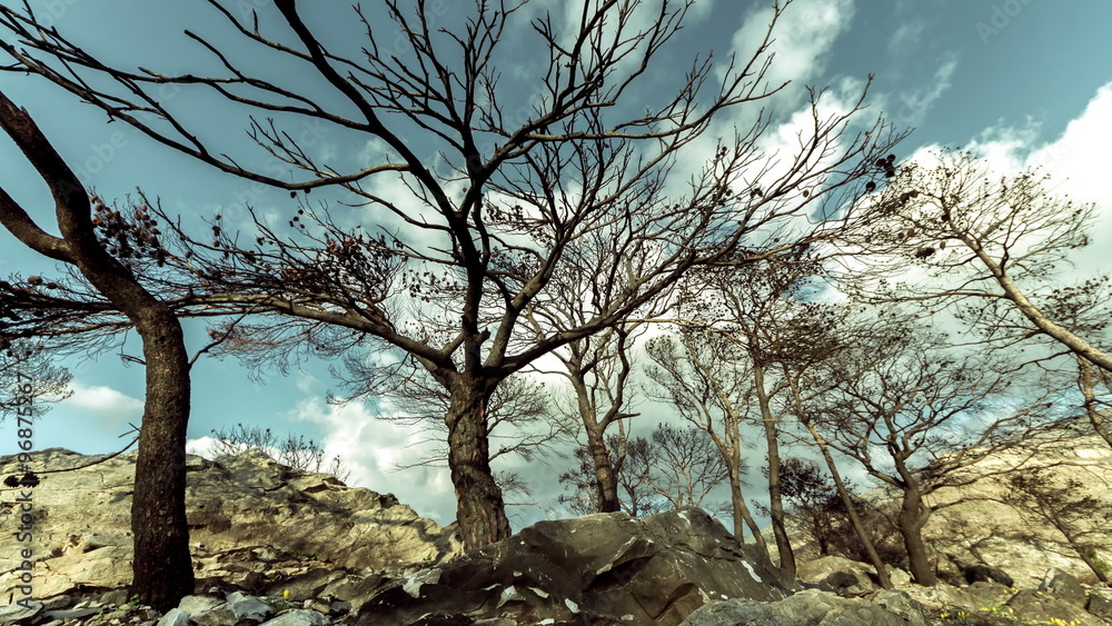 Burned pine trees on top of rocky mountain knoll,barren ground,timelapse