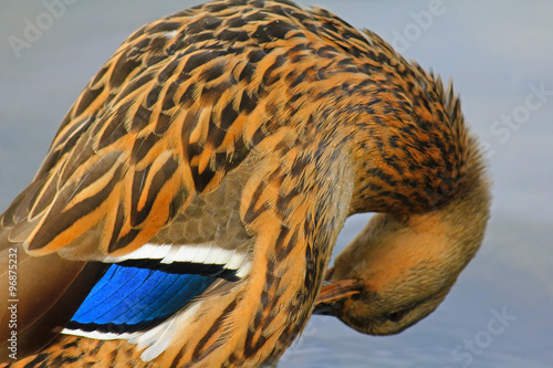 The mottled duck (Anas fulvigula) with shiny green blue speculum and white border preening itself next to the river. Focusing on the speculum. photo