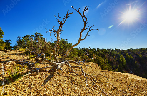 Grand Canyon, trockene Äste im Gegenlicht bei  Maricopa Point photo