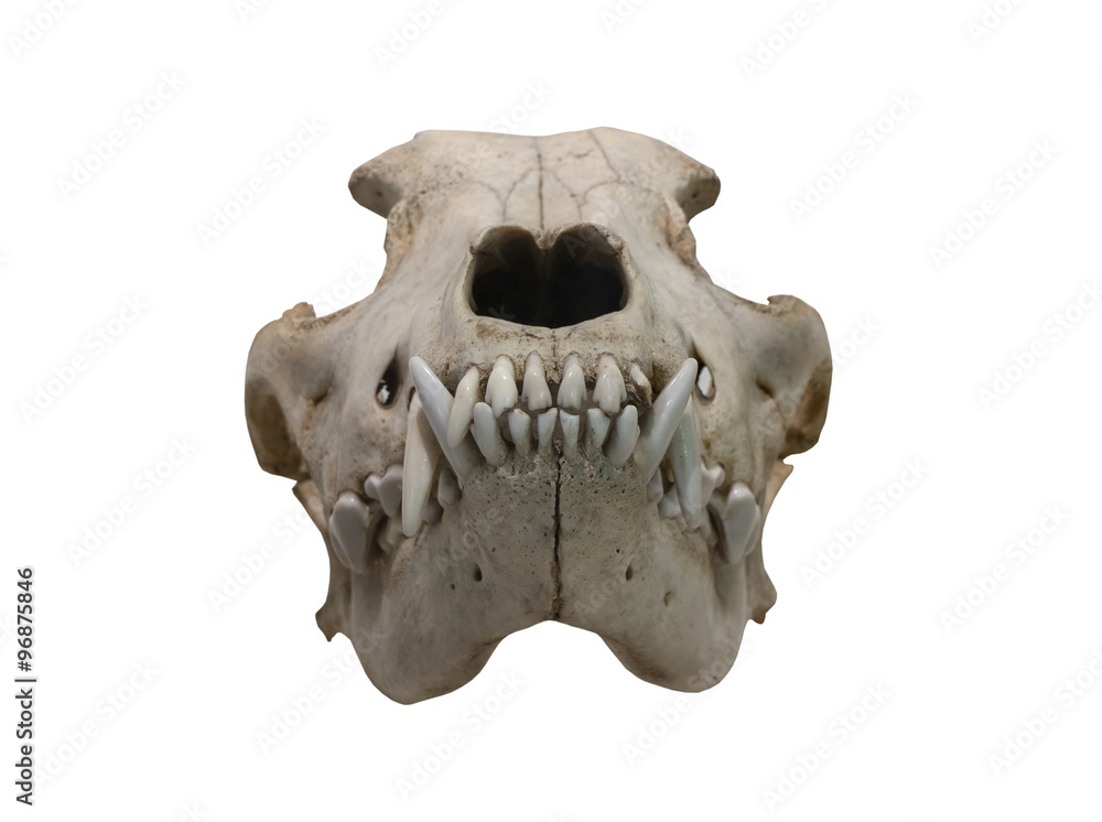 The Ancient skull dog on a white background