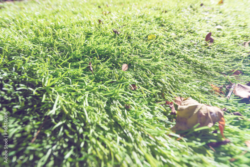 green grass vintage tone