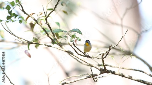 Spotted pardalote (Pardalotus punctatus) in Australia 
 photo