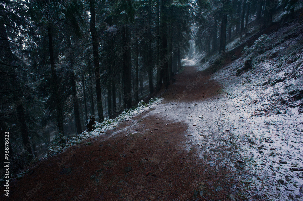Fototapeta premium Misty twilight in the forest