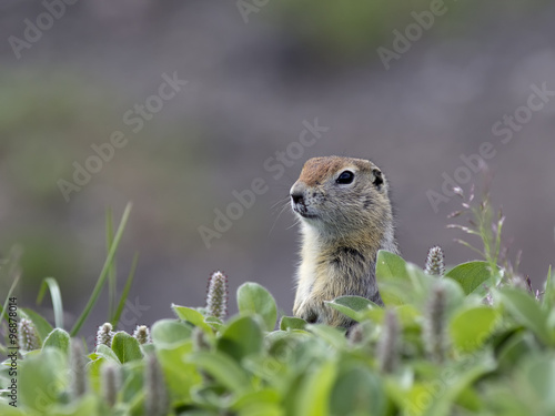 A ground squirrel (Spermophilus or Citellus) in the grass