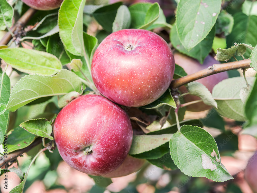 Ripe Spartan apples on the tree. Ripe Spartan apples on the tree.